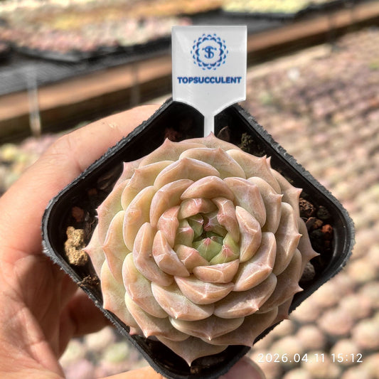 361482 Echeveria Melon Ice (6.5cm pot size)