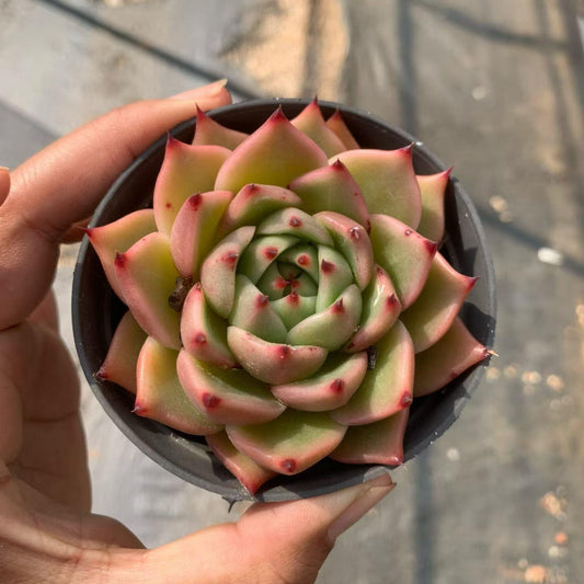 362114 Echeveria Ruby Dragon (9cm pot size)