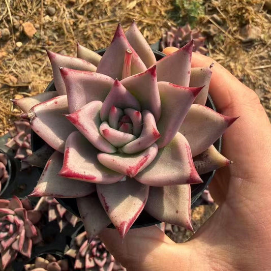360743 Echeveria Blood Romeo (9cm pot size)