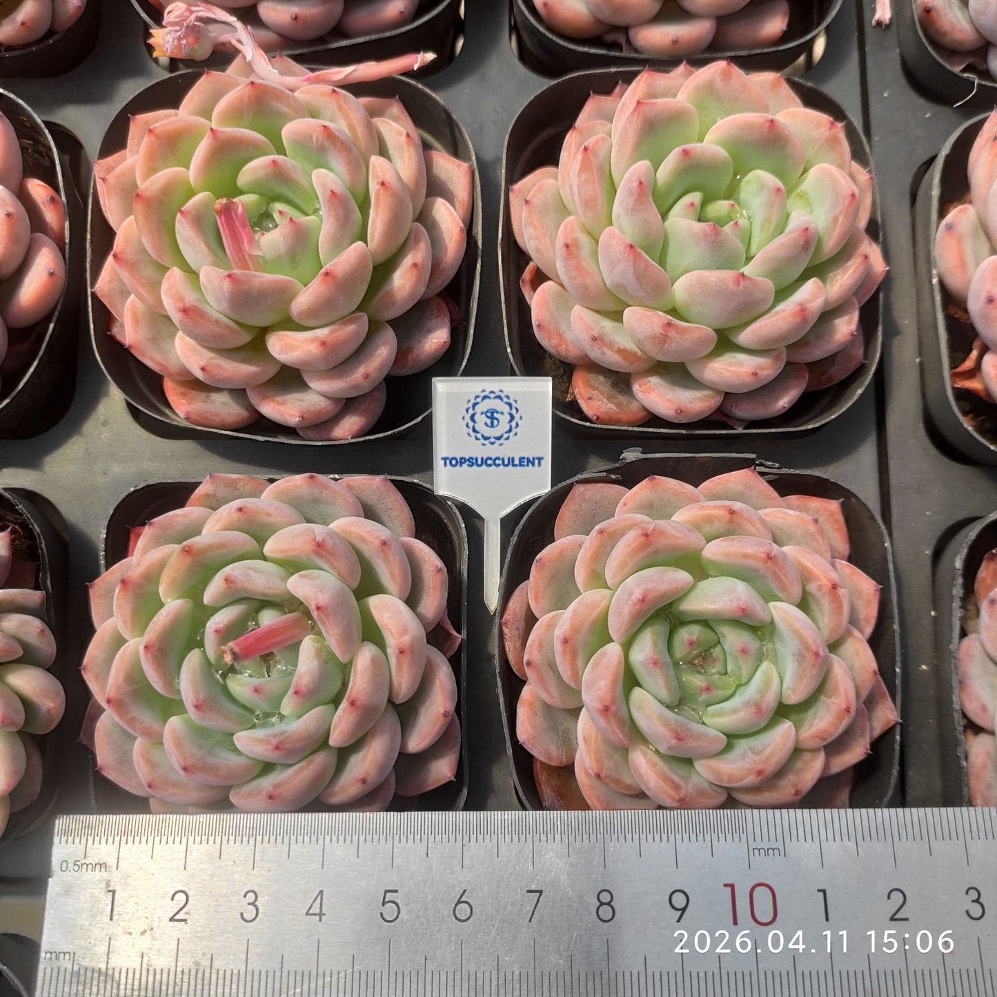 361476 Echeveria Rose Core (6.5cm pot size)