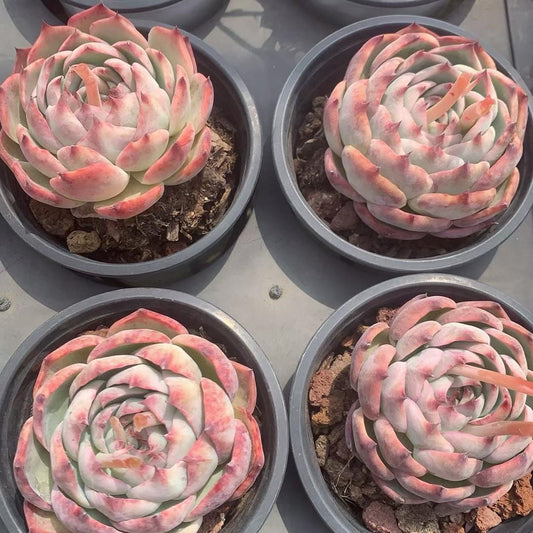 360211 Echeveria Casio (11cm pot size)