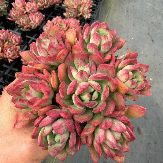 360358 Echeveria Minibelle (9cm pot size)