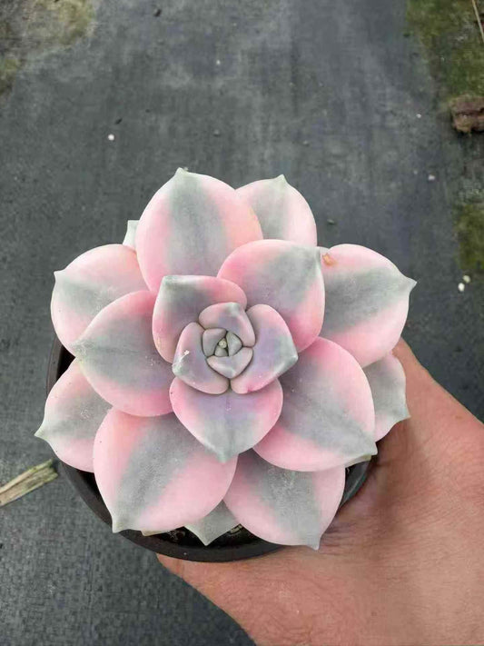 264585 Echeveria Snow White Variegated (9cm pot size)