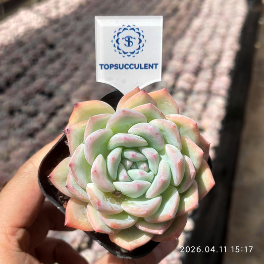 361486 Echeveria Amabille (6.5cm pot size)