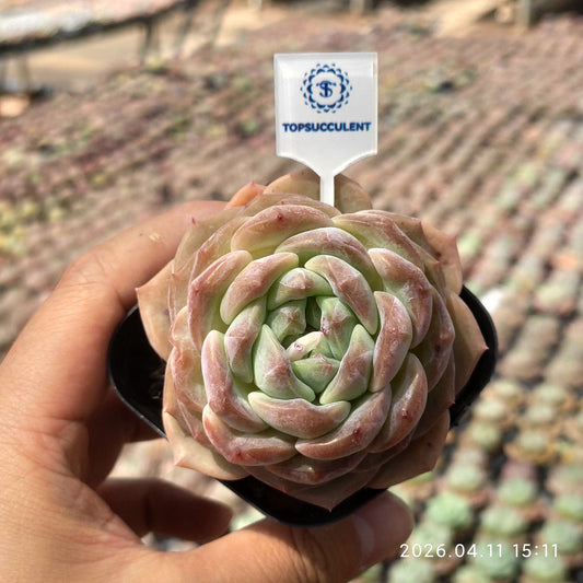 361481 Echeveria Ice Cream Puff (6.5cm pot size)