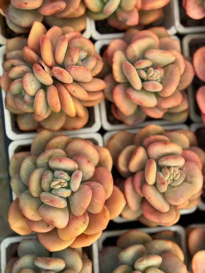 263971 Echeveria Night Galaxy Variegated (10cm pot size)