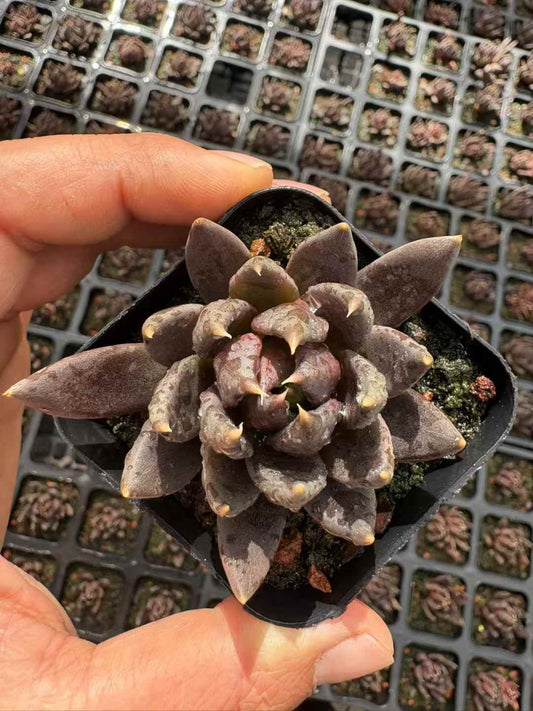 361862 Echeveria Dark Knight (6.5cm pot size)