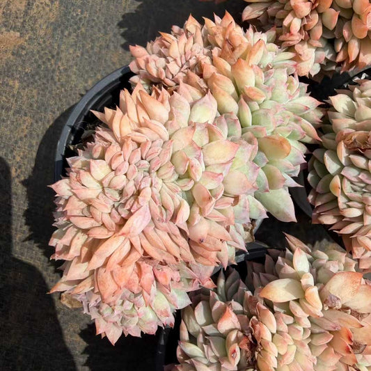 360798 Echeveria Suryeon Cristata (9cm pot size)