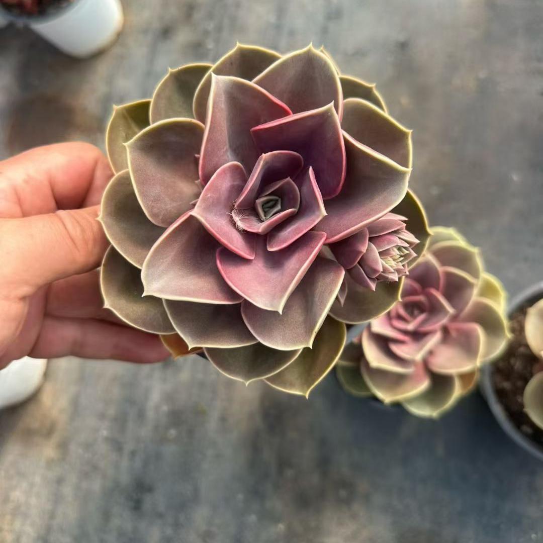 360089 Echeveria Perle von Nurnberg (12cm pot size)