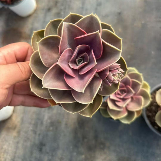 360089 Echeveria Perle von Nurnberg (12cm pot size)