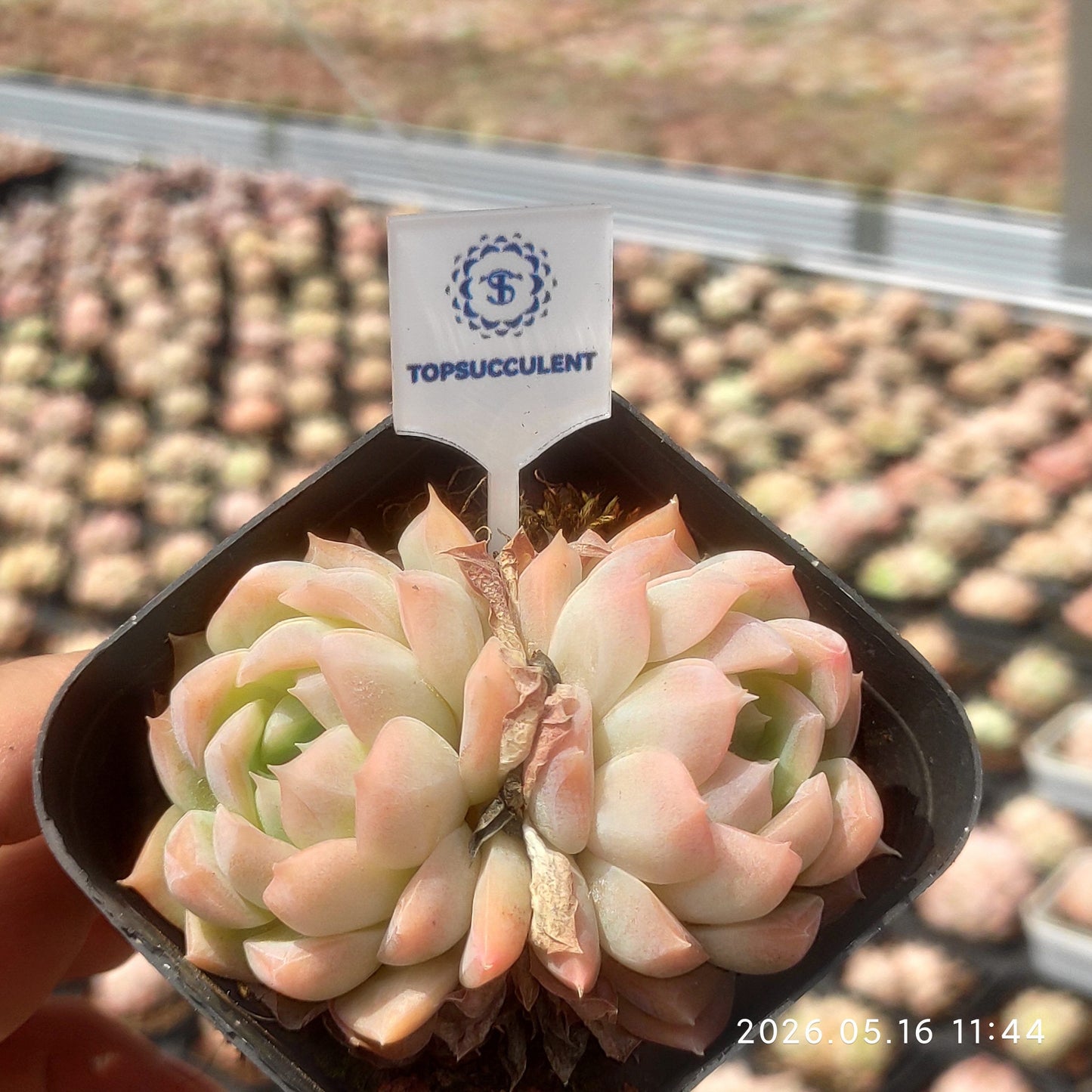 362342 Echeveria Cream Claw (6.5cm pot size)