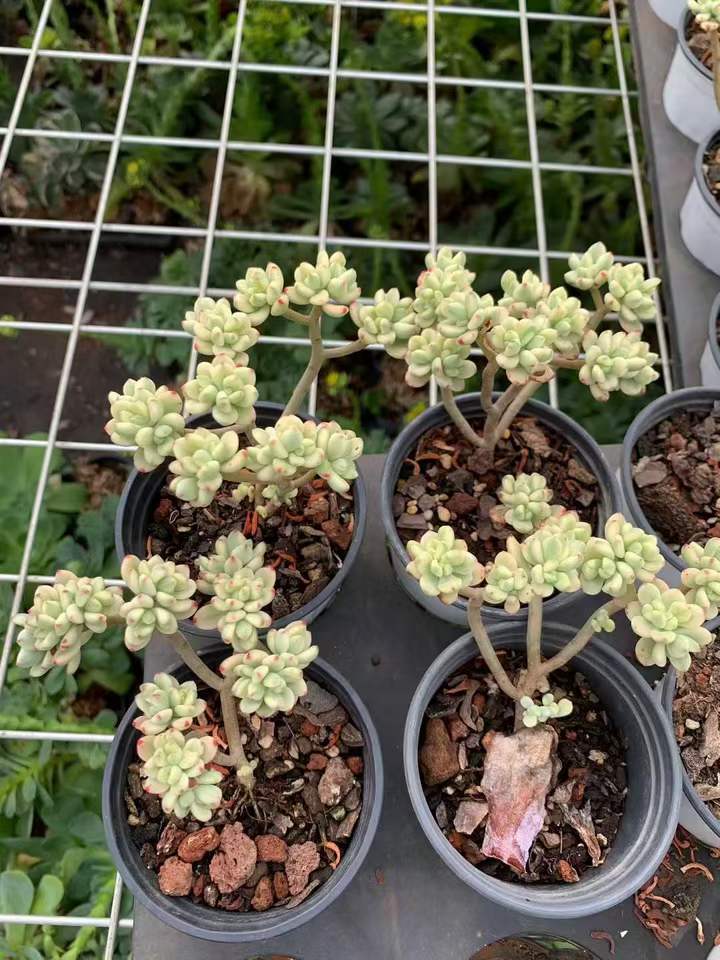 264244 Echeveria Sedoides Variegated (9cm pot size)