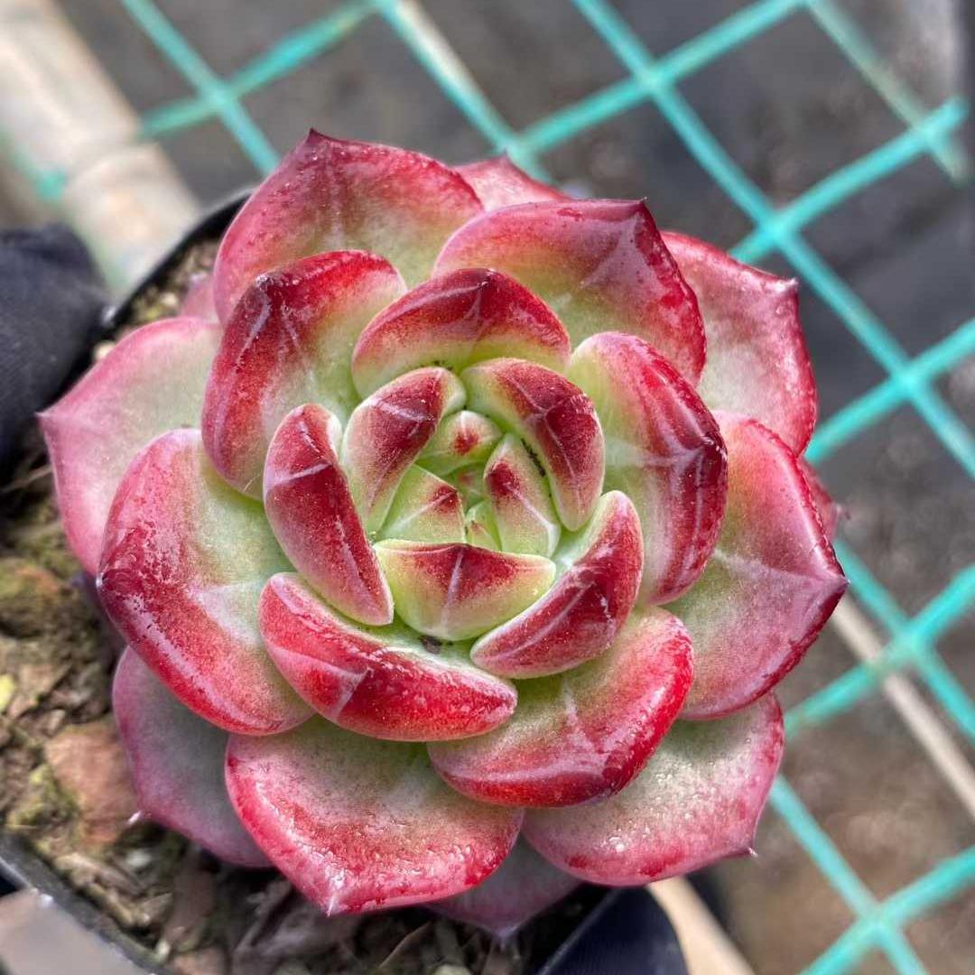 26301 Echeveria Red Moon Gem (9cm pot size)