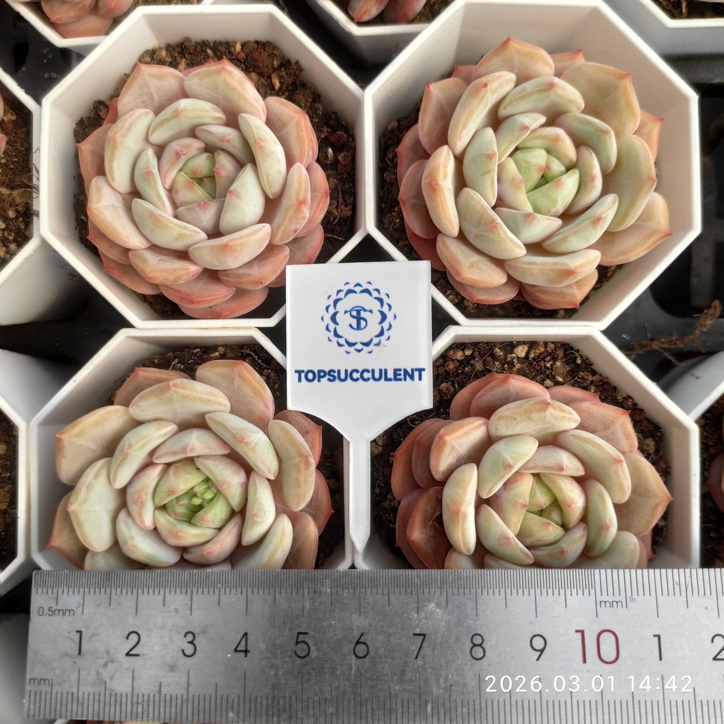 360146  (7cm pot size)