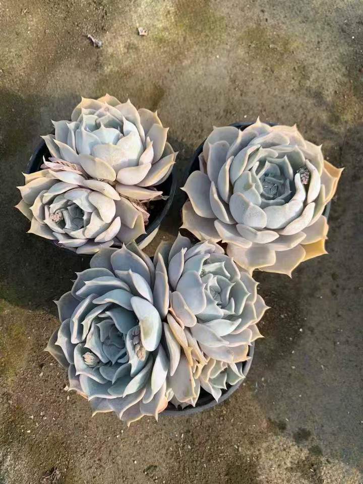 264012 Echeveria Lucina (12cm pot size)