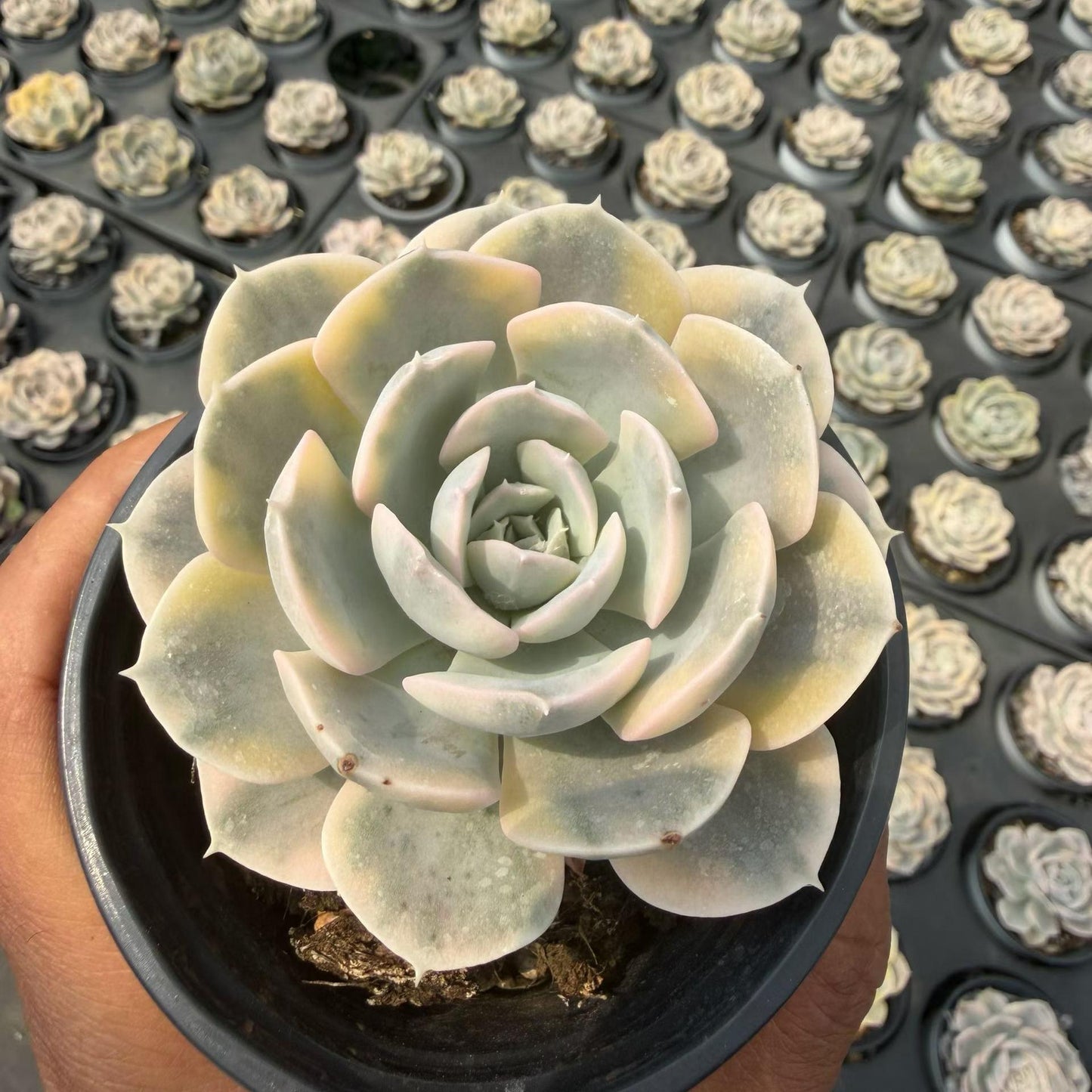 362104 Echeveria Makabenia Variegated (9cm pot size)