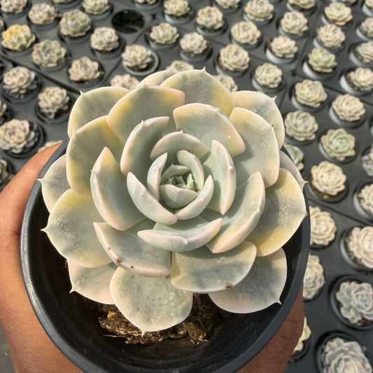 362104 Echeveria Makabenia Variegated (9cm pot size)