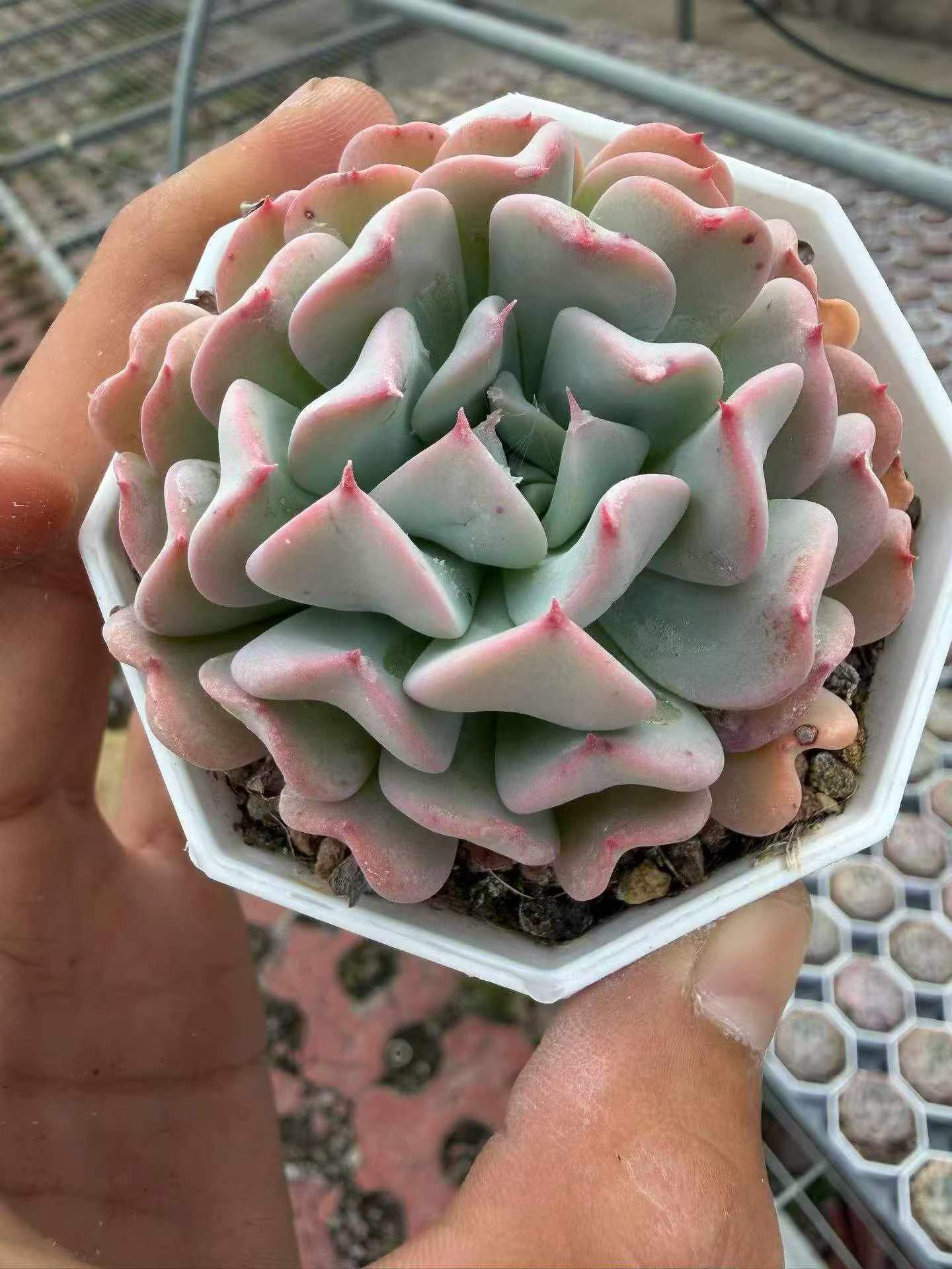 265069 Echeveria Flying Boy (7cm pot size)
