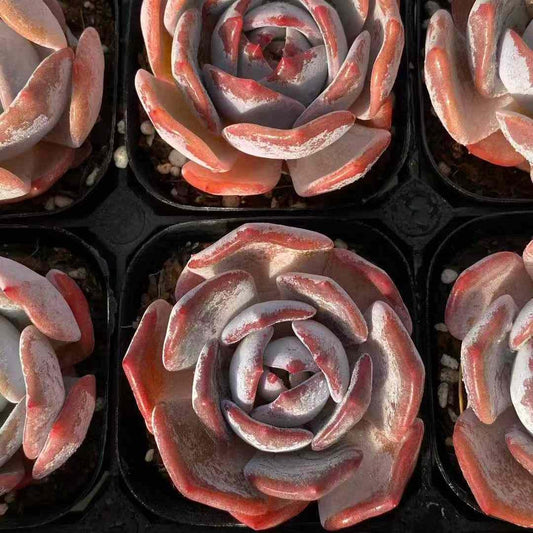 360433 Echeveria Velvet Rosette (6.3cm pot size)