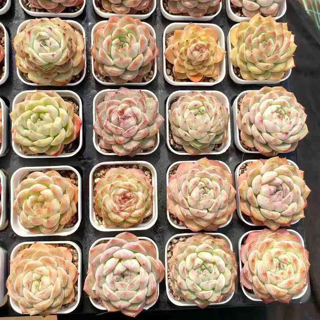 360932 Echeveria Pastel Bloom (5.5cm pot size)