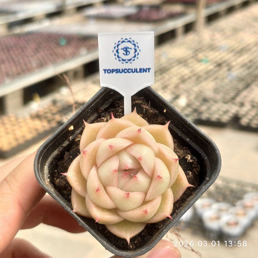 360127  (5.5cm pot size)