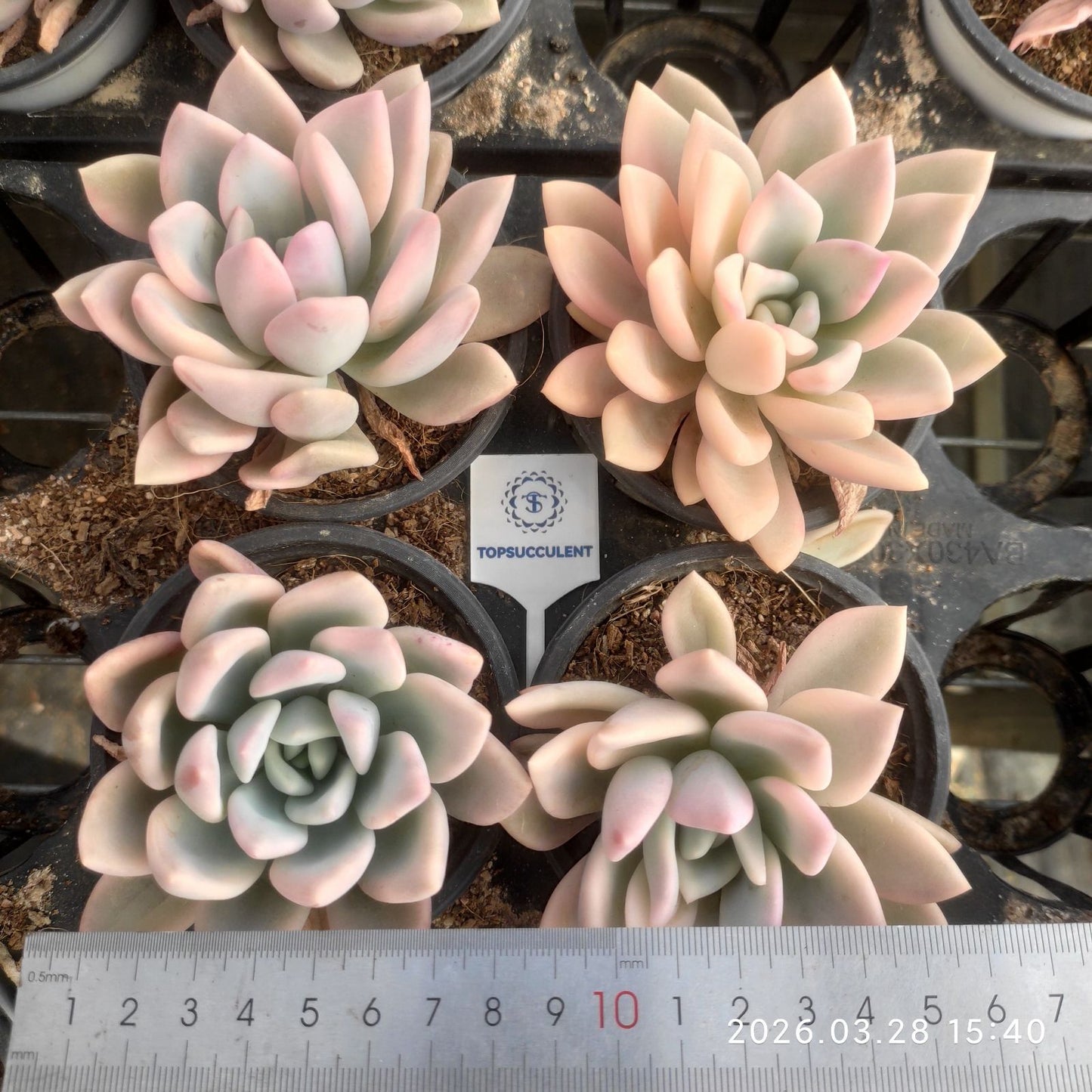 360927 Echeveria Opalina Variegated (9cm pot size)
