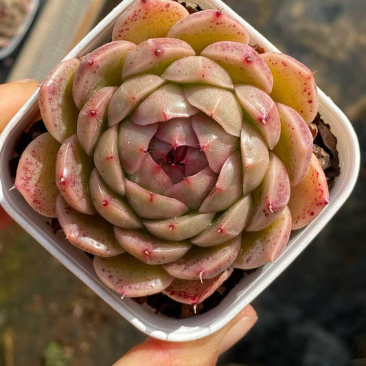 361113 Echeveria Cat Eye Jenny (6.5cm pot size)