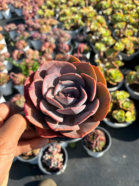 362231 Echeveria Dust Rose (11cm pot size)
