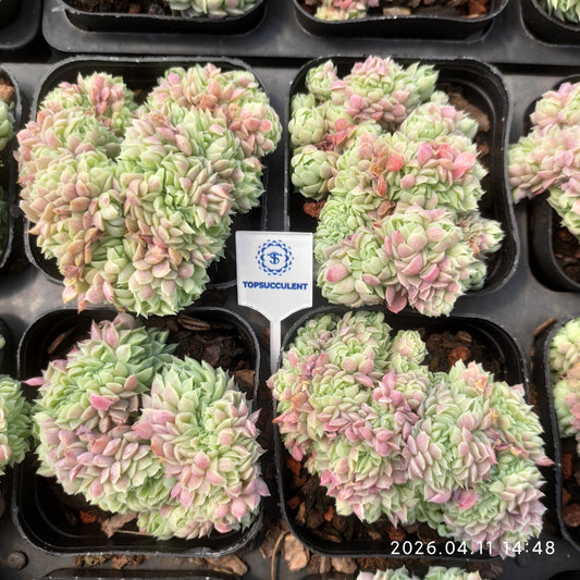 361461 Echeveria Ball of Fat Cristata (6.5cm pot size)