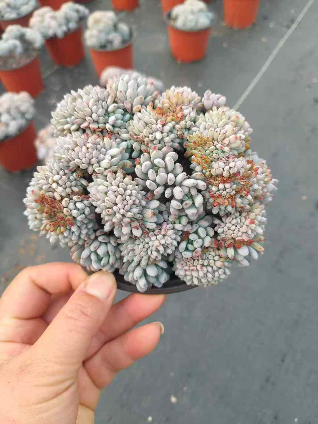 264755 Echeveria Blue Beans Cristata (10cm pot size)