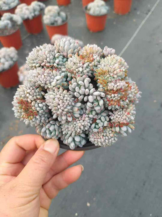 264755 Echeveria Blue Beans Cristata (10cm pot size)