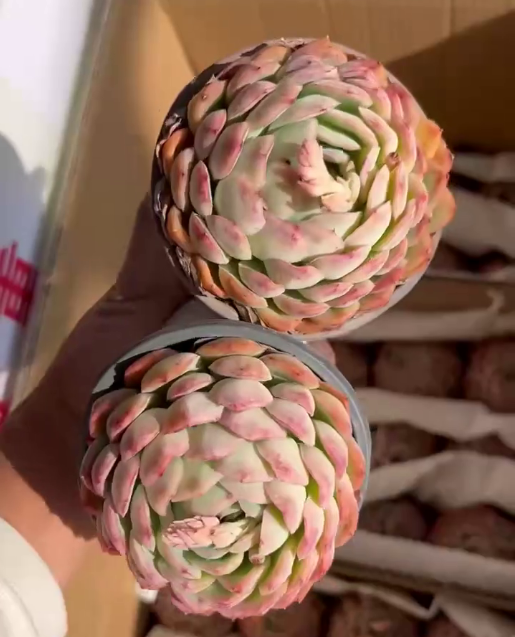 262701 Echeveria Strawberry Ice (9cm pot size)