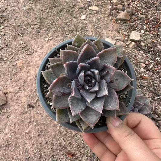 360079  (12cm pot size)