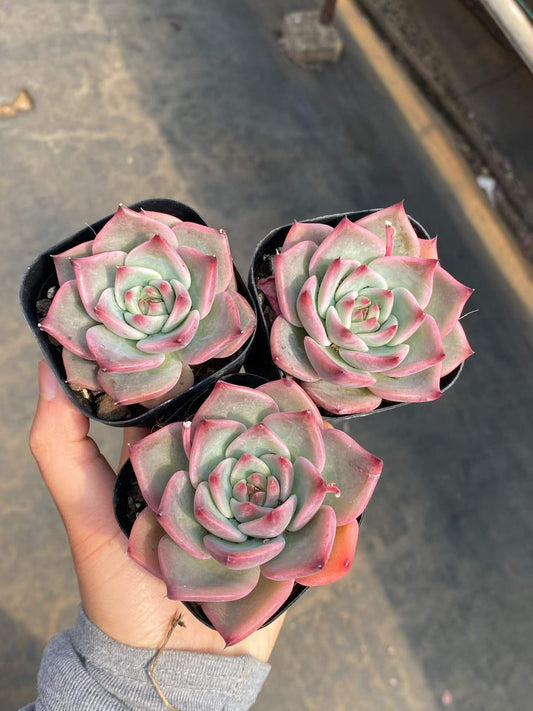 361736 Echeveria Leimon (6.3cm pot size)
