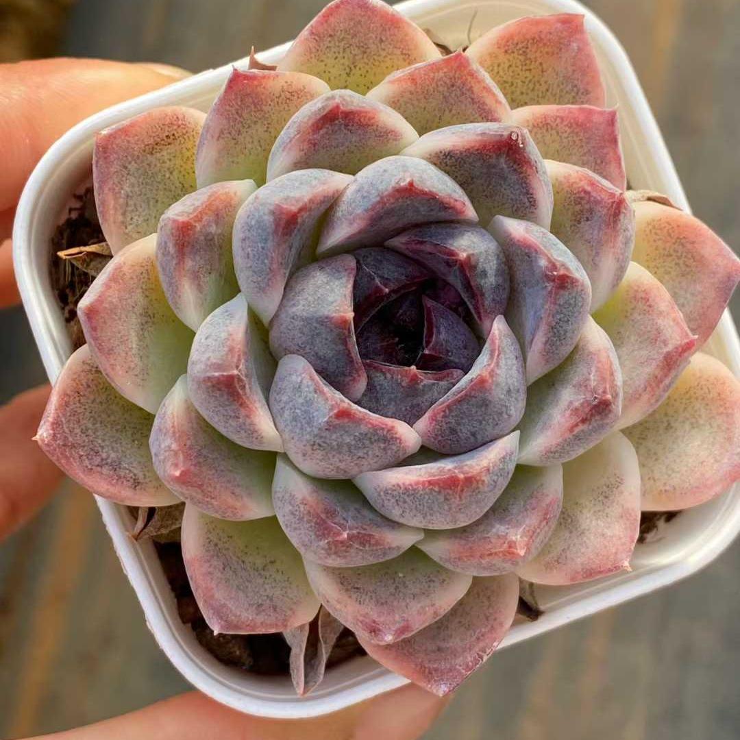 360091 Echeveria SooJeong (6.5cm pot size)