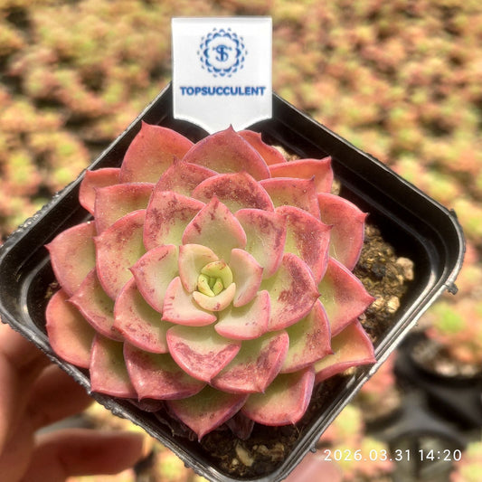 360986 Echeveria Novel (7cm pot size)