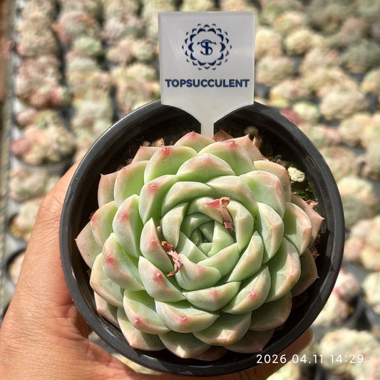 361449 Echeveria White Queen (9cm pot size)