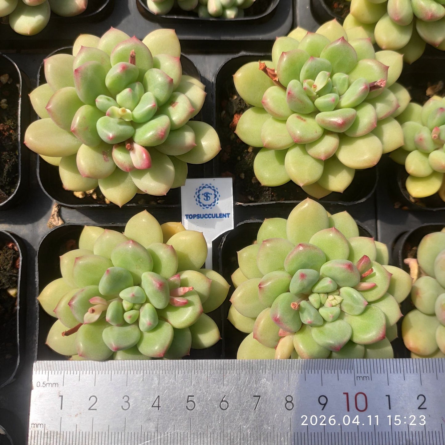 361488 Echeveria Strawberry Milk (6.5cm pot size)