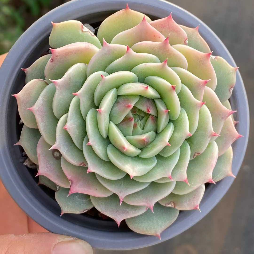 361119 Echeveria Blue Eyes (9cm pot size)