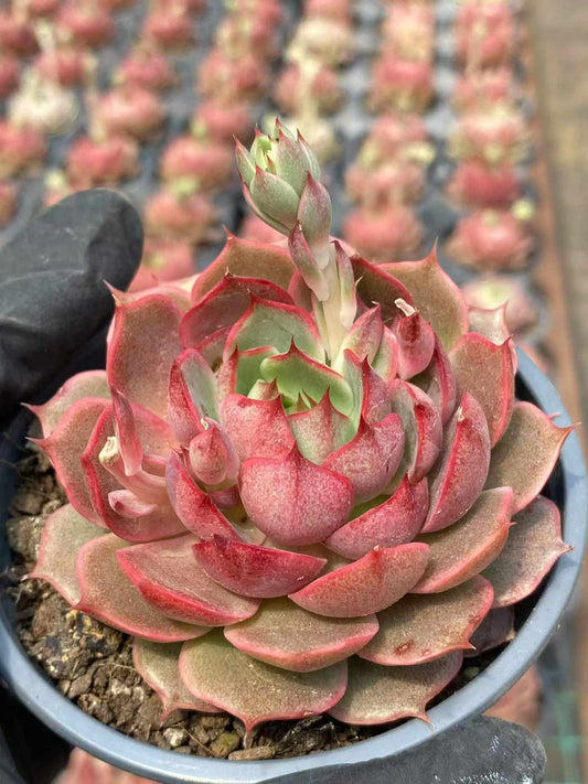 362071 Echeveria Sisda (9cm pot size)