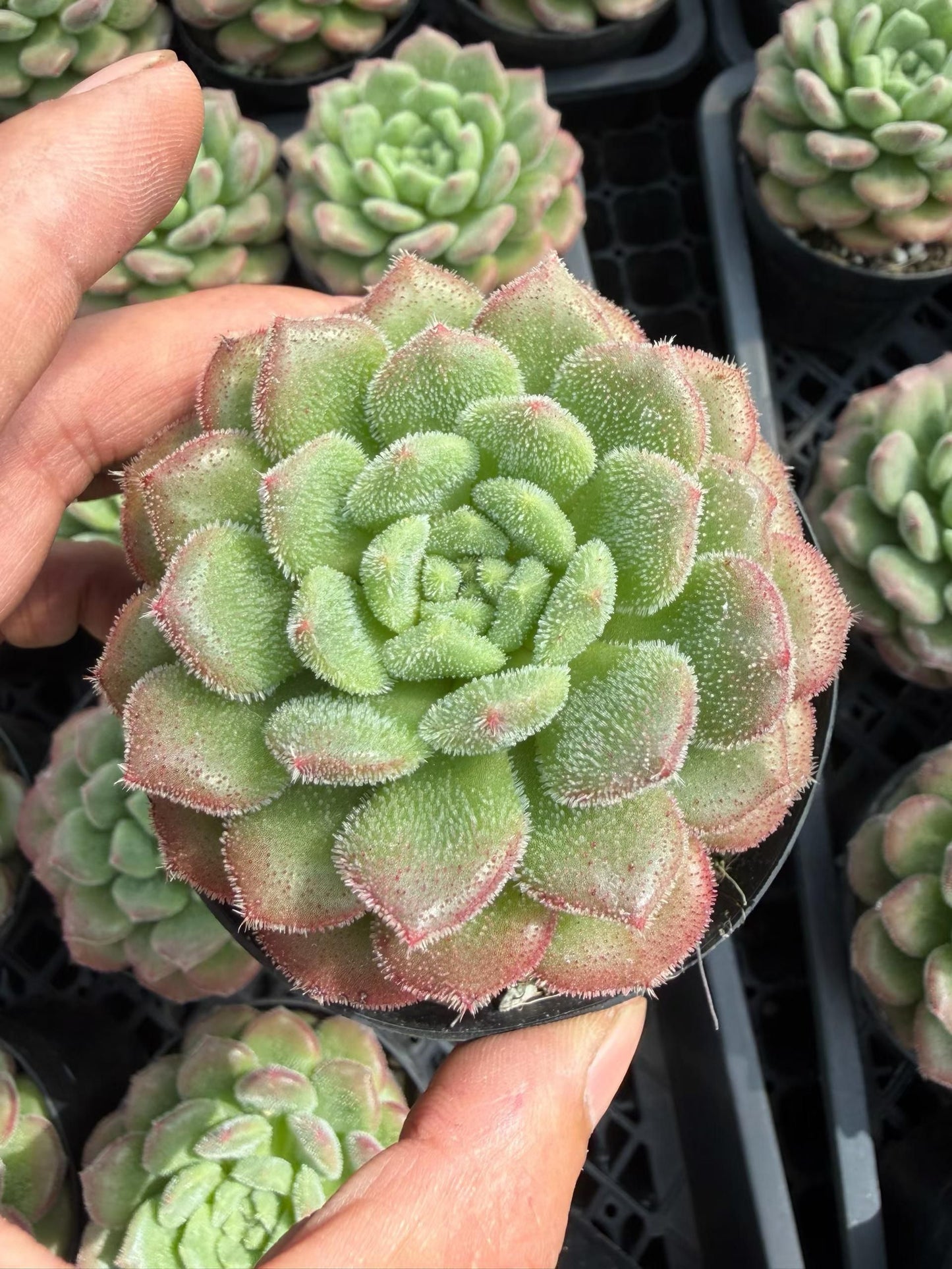 24722 Echeveria Carol (9cm pot size)