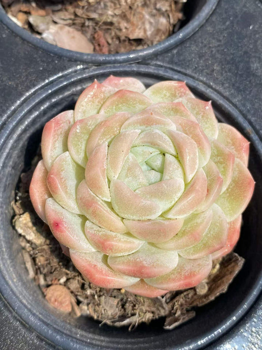 361761 Echeveria Jade Pool (9cm pot size)
