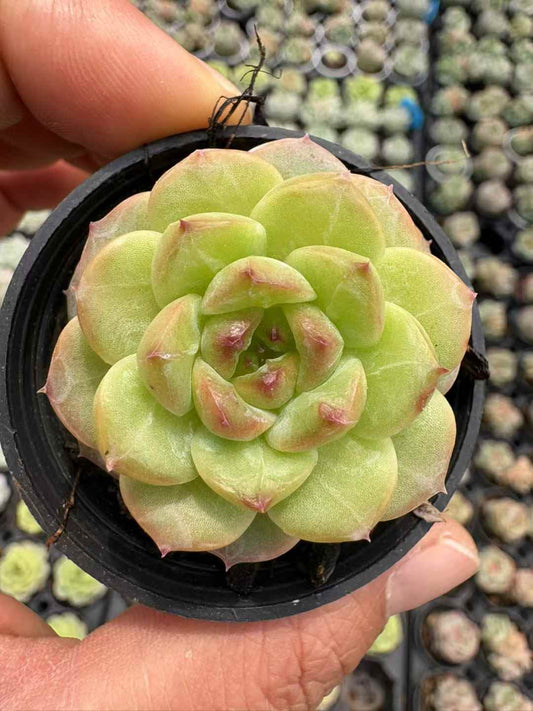 361856 Echeveria Green Jewel (5cm pot size)