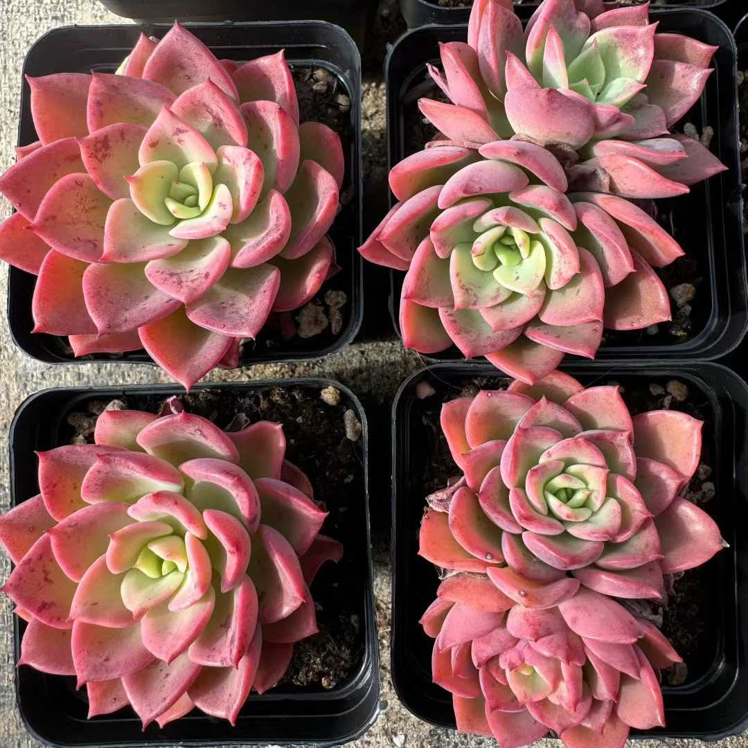 360407 Echeveria Novel (7cm pot size)