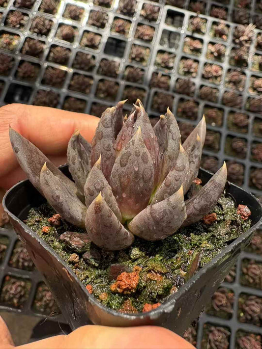 361862 Echeveria Dark Knight (6.5cm pot size)