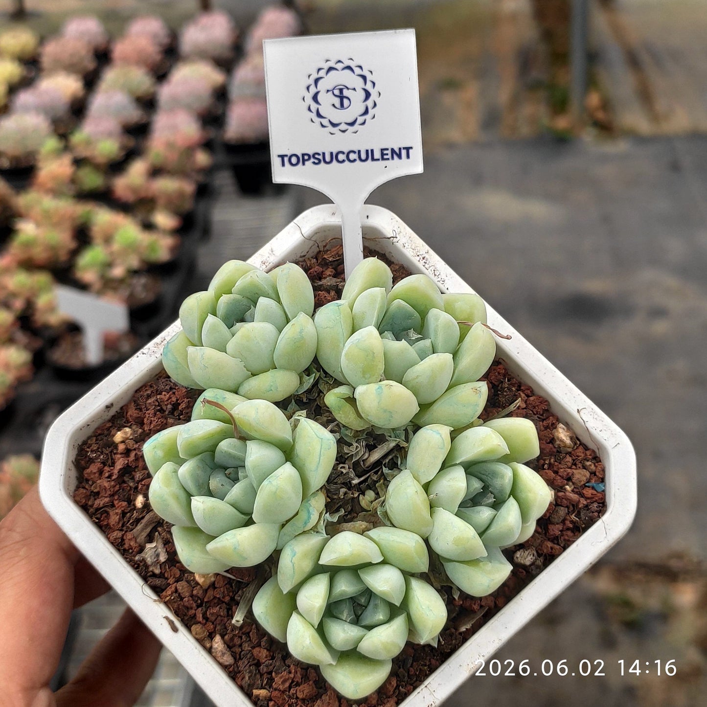 25505 Echeveria Albicans (9cm pot size)
