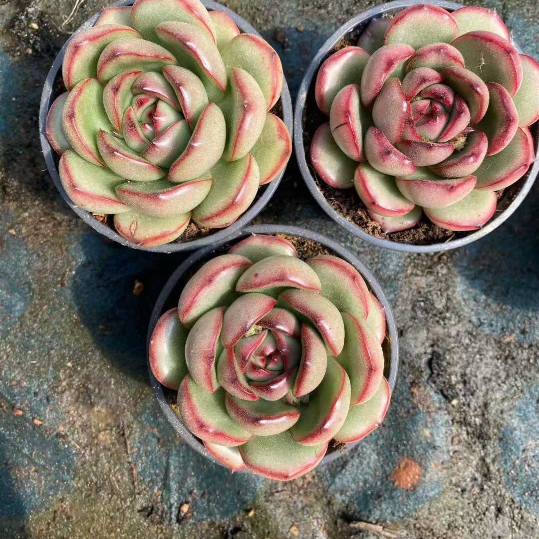 360233 Echeveria Marlboro (9cm pot size)