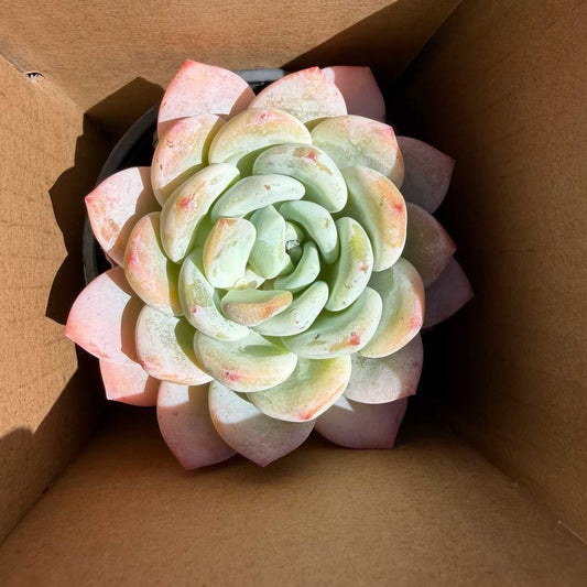 360789 Echeveria Cold Bouquet (9cm pot size)