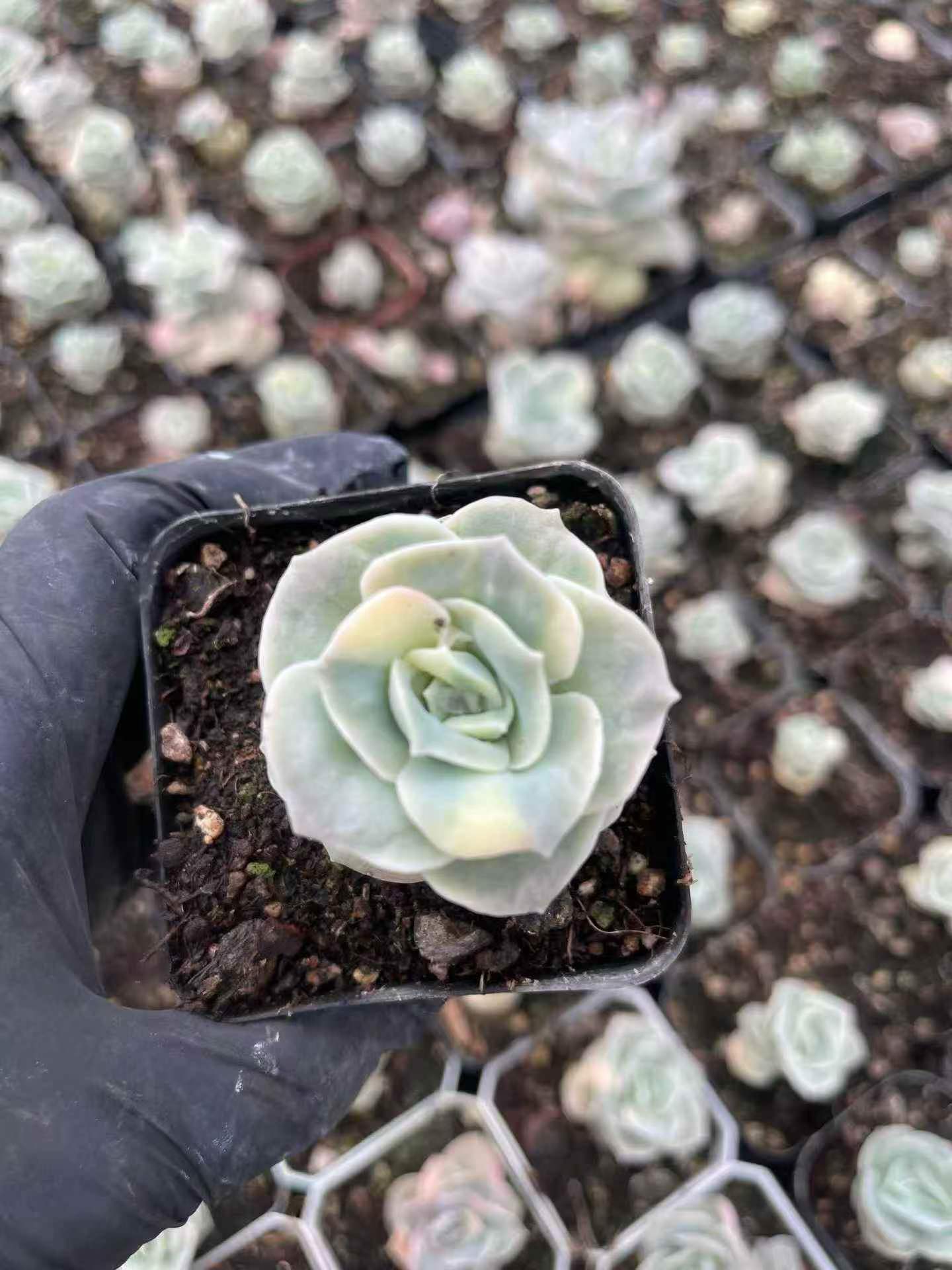 264580 Echeveria Lovely Rose Variegated (7cm pot size)