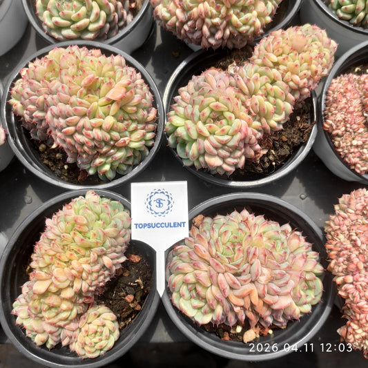 361405 Echeveria White Fat Cristata (9cm pot size)